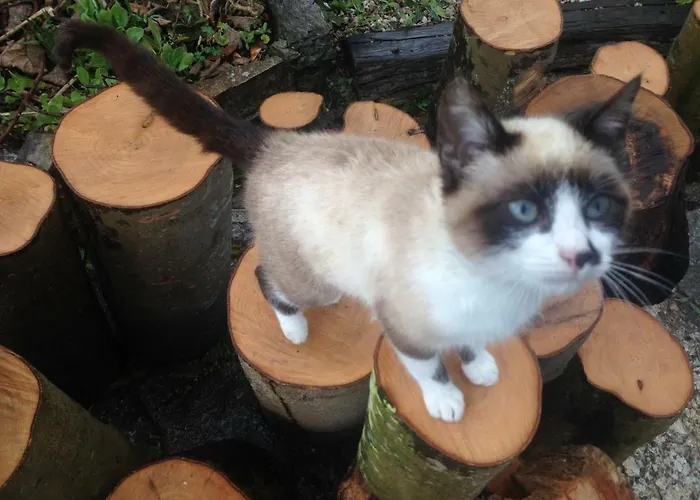 As Jarras 3* Cedeira