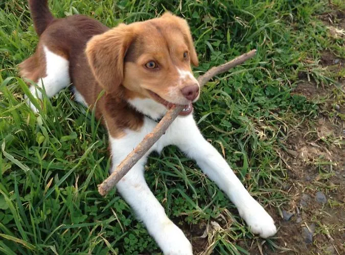 As Jarras Gasthuis 3*